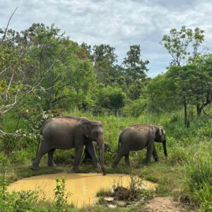 WhatsApp Image 2025-06-11 at 20.59.44w