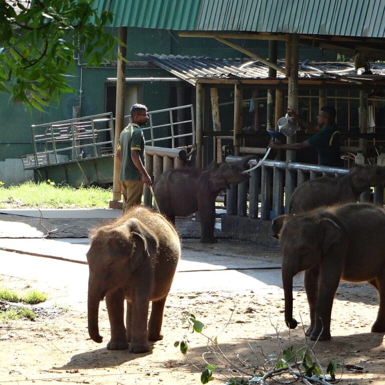 Udawalawe Elephant Transit Home, Sir Lanka, Blue Glow